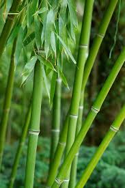 Image result for Pilea bambuseti