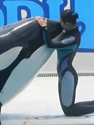 Viral clip showing killer whale “attacking” orca trainer Jessica Radcliffe during a live show debunked as AI-generated fake news. . . . . Follow:- @tellychakkar . . . . #jessica #jesscia #orca #