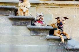 How much does it cost to should i board my dog with a vet? Directory Of Doggie Daycare Boarding In Europe Bringfido