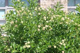 Image result for Cephalanthus