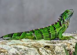 Best Iguana Cage