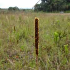 Image result for Eriochrysis