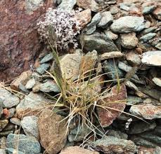 Image result for Enneapogon desvauxii