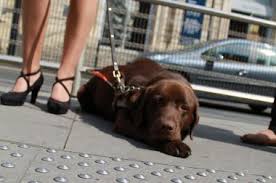 We did not find results for: Unadev Financement De Chiens Guides