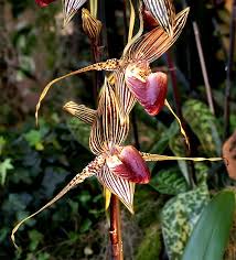 Pin On Most Expensive Orchids