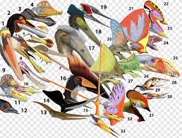 quetzalcoatlus pterosaurs pteranodon pterodactyls dinosaur 26 english letters tyrannosaurus sports equipment png pngegg quetzalcoatlus pterosaurs pteranodon