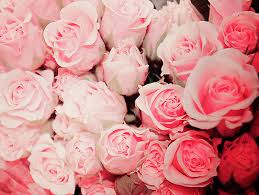 Pink rose flower stock photos and images (219,461). 69 Tumblr Image 1088718 On Favim Com