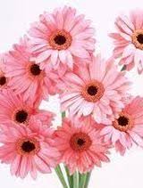 Jeanette Barnes Obituary