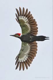 Pileated woodpecker size, appearance and behavior. Pileated Woodpecker Woodpecker Birds In Flight Birds