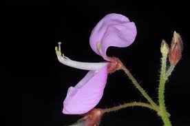 Image result for Desmodium uncinatum