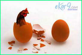 Maybe you would like to learn more about one of these? Terkeren 24 Gambar Telur Ayam Lucu Koleksi Gambar Lucu