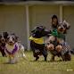 Wiener Dog Derby at Tampa Bay Downs Oktoberfest event image