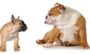 A few more trending and popular names from the letter j are juliana, juliette, julia, jade, jasmine, josie, jordyn, and jocelyn. Female Dog Names That Start With The Letter J Cute Animal Names