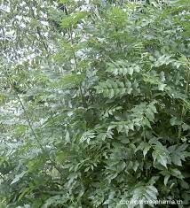 Последние твиты от marcelo freixo (@marcelofreixo). Freixo Fraxinus Excelsior L Criasaude