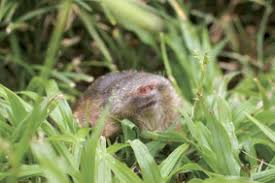 Check spelling or type a new query. Moles Molerats Pests And Diseases The Gardener The Gardener