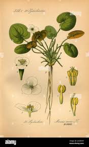 Image result for Hydrocharitaceae