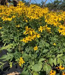Image result for Rudbeckia laciniata