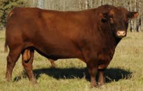 We are working with original british genetics and are currently using bulls which date back at least 50 years; Breeds Red Angus The Cattle Site