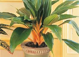 Chlorophytum Green Orange Plantas Suculentas Flores Plantas