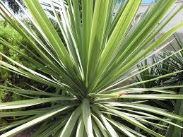 Image result for yucca gigantea en casa