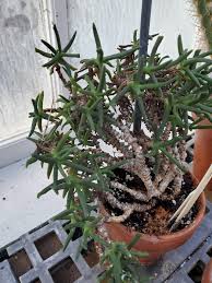 Image result for Hereroa