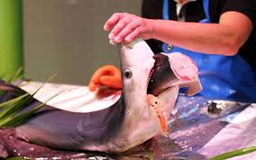 Amankah ibu hamil makan cokelat? Hukum Makan Ikan Hiu Konsultasi Agama Dan Tanya Jawab Pendidikan Islam