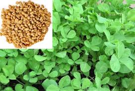 The findings presented in this review paper will be useful for consumers hoping to improve their health. Fenugreek Farming Methi Techniques Tips And Ideas Agri Farming