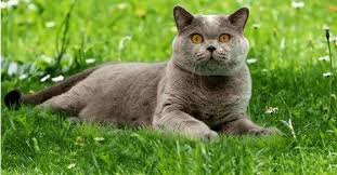These characteristics make her the perfect partner for an enthusiastic child. British Shorthair Cat Breed Profile Cattylicious Com