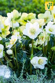 Die Christrose Wintersun Helleborus Niger Bluht Im Winter Und Im Fruhling Herrlich Weiss Jetzt Mehr Erfahren Winterblum Christrose Fruhling Blumen Pflanzen