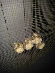 Any ideas as to what kind of bug this belongs to
