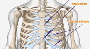 They articulate with the vertebral column posteriorly, and terminate anteriorly as cartilage if two or more fractures occur in two or more adjacent ribs, the affected area is no longer under control of the thoracic muscles. 7 Causes Of Pain Under Right Rib Cage Dislocated Rib
