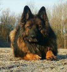 Pin On German Sheperd Dogs