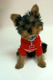 Sweater Yorkshire Terrier Teriyer Yorkshire