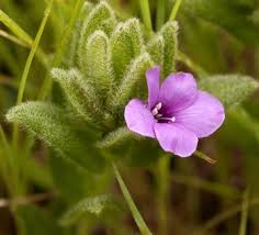 Image result for Barleria tanzaniana