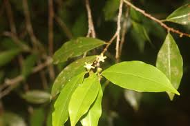 Image result for Erythroxylaceae