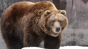 We did not find results for: Bears Brown Bear Wallpaper 106392
