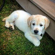 Maybe you would like to learn more about one of these? White Labrador Puppies For Sale Long Haired Black Lab Puppies For Sale Labrador Puppies For Sale White Labrador Puppies For Sale Near Me