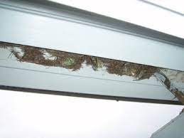 The window's aspect ratio, which constrains the size of its frame rectangle to integral multiples of this ratio when the user. Wasp Stuffs Grass Into Window Frame Walter Reeves The Georgia Gardener