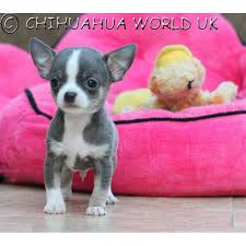 The chihuahua is playful & ranges from a bold to shy nature. Chihuahua World Uk Chihuahua World Photo Gallery