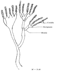 Microscopic diagram of Penicillium sp. | Download Scientific Diagram