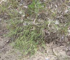 Image result for Thesium megalocarpum