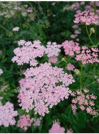 Image result for Pimpinella