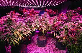 We did not find results for: 1000 Watt Cannabis Grow Light Buy Cannabis Seeds Online