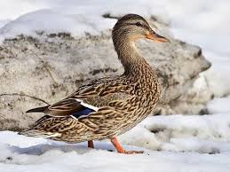 Mallard Identification All About Birds Cornell Lab Of