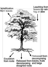 Maybe you would like to learn more about one of these? Plants That Survive Under Walnut Trees Waynesboro Nurseries