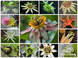 Image result for Microcharis annua