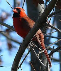 list of birds of north carolina wikipedia