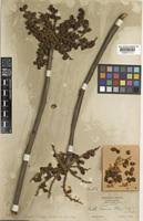 Image result for Lannea schimperi