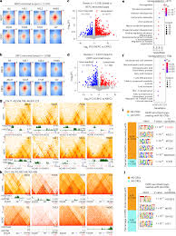 NKX2-1 drives neuroendocrine transdifferentiation of prostate cancer via  epigenetic and 3D chromatin remodeling | Nature Genetics