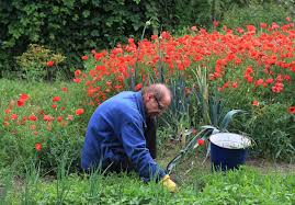 Making statements based on opinion. 5 Reasons Weeds Are The New Superfood World Economic Forum